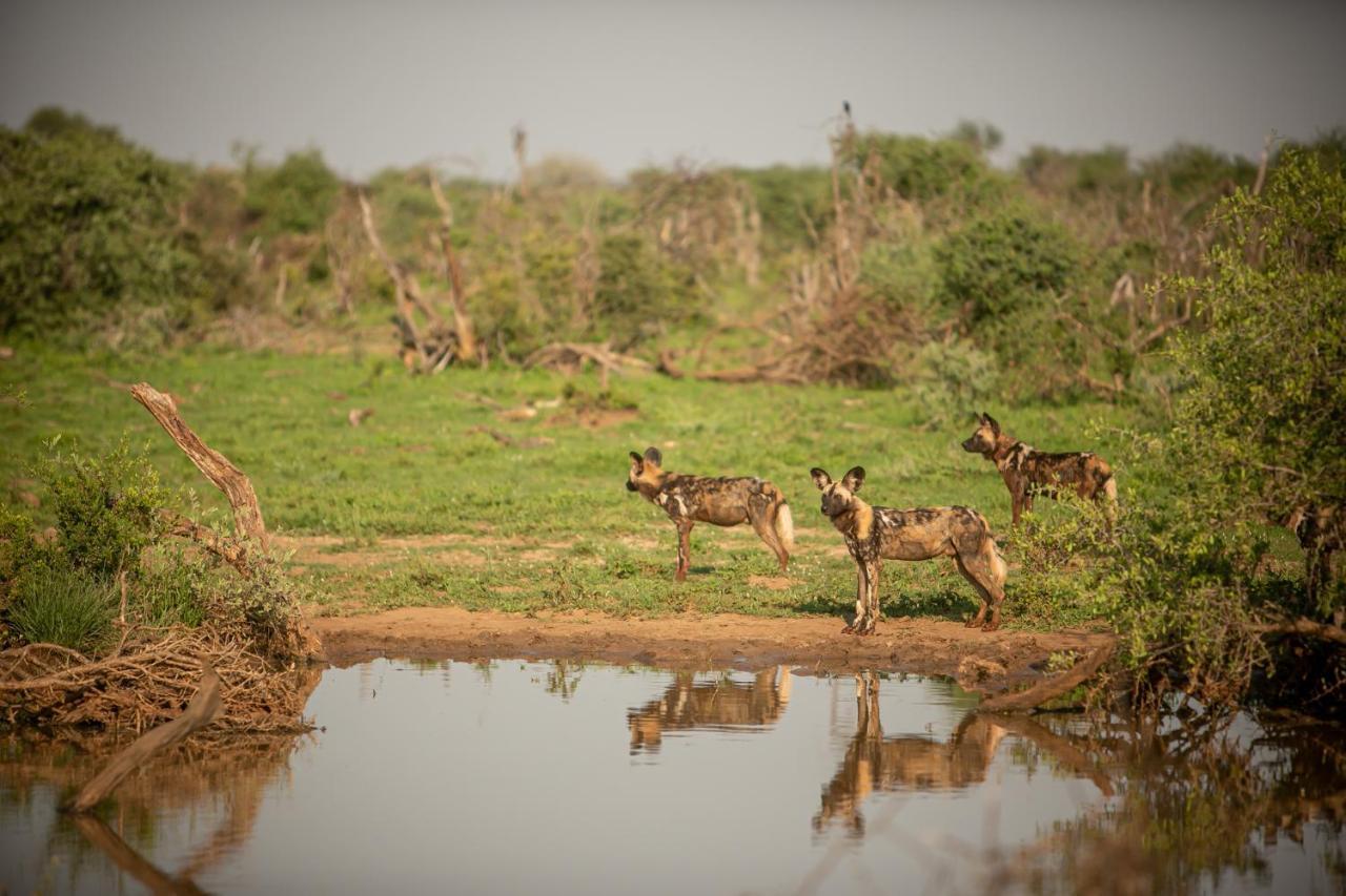 Jamala Madikwe Villa Madikwe Game Reserve Bagian luar foto