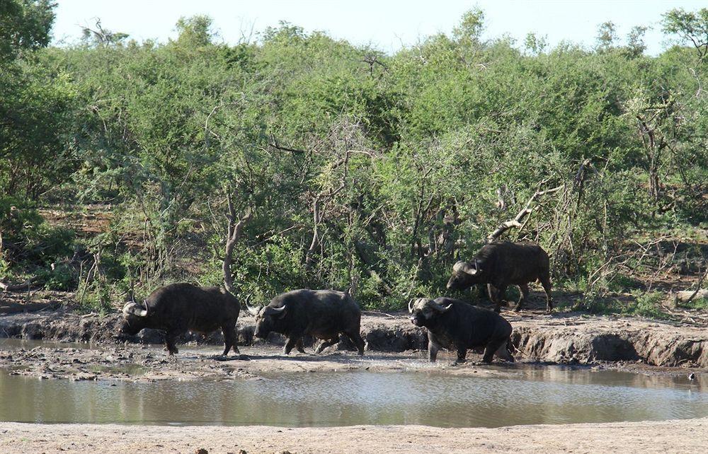 Jamala Madikwe Villa Madikwe Game Reserve Bagian luar foto
