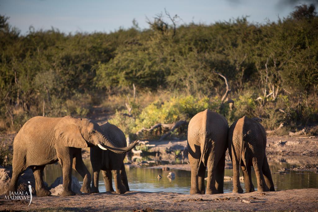 Jamala Madikwe Villa Madikwe Game Reserve Bagian luar foto