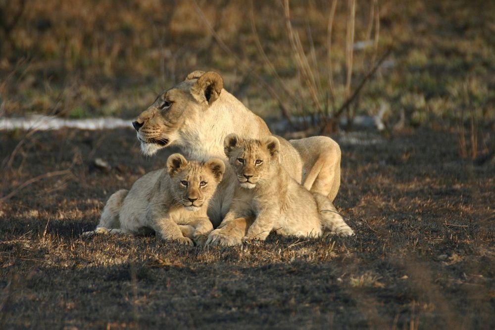 Jamala Madikwe Villa Madikwe Game Reserve Bagian luar foto
